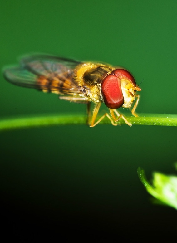 GB/T31270.17-2025 化学农药环境安全评价试验准则 第17部分：天敌赤眼蜂急性毒性试验