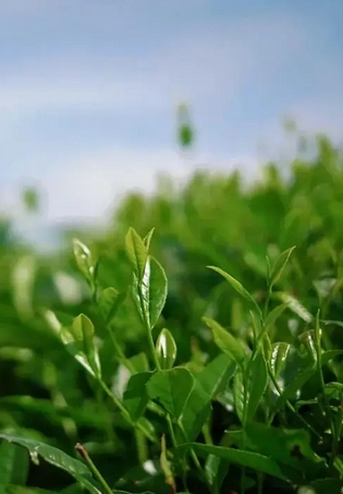 DB54/T0571-2026  生态低碳茶园建设与管理技术规范