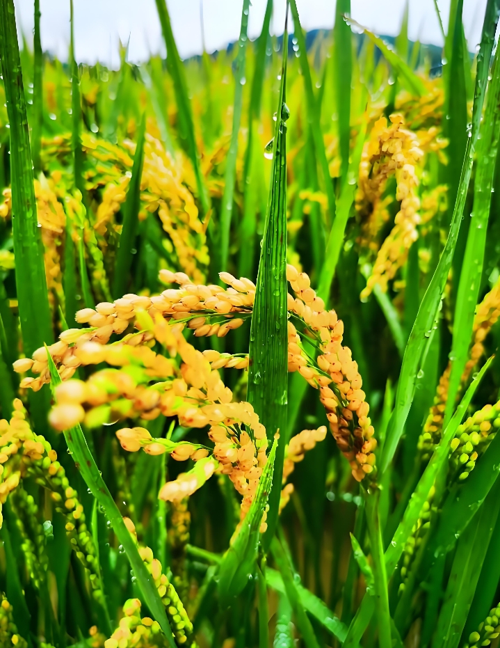 GB/T46869-2025 生态系统评估 陆域生态产品总值核算技术指南