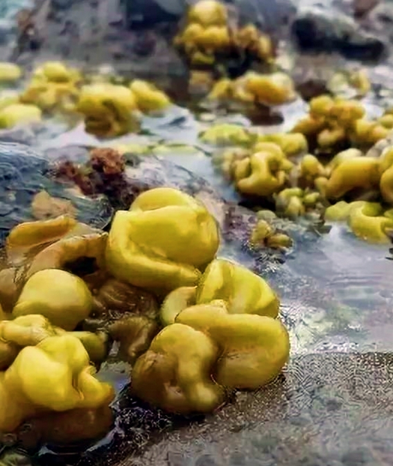 HJ1472-2026 水质 9种微囊藻毒素的测定 液相色谱-三重四极杆质谱法