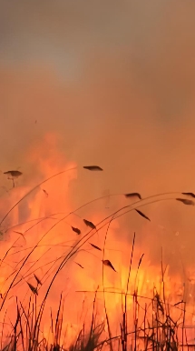 YJ/T35-2025 地方森林草原消防队伍火灾扑救安全指南