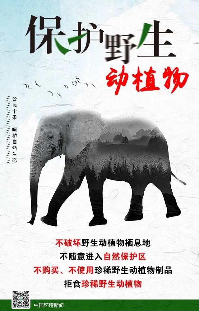 海报 呵护自然生态 保护野生动植物