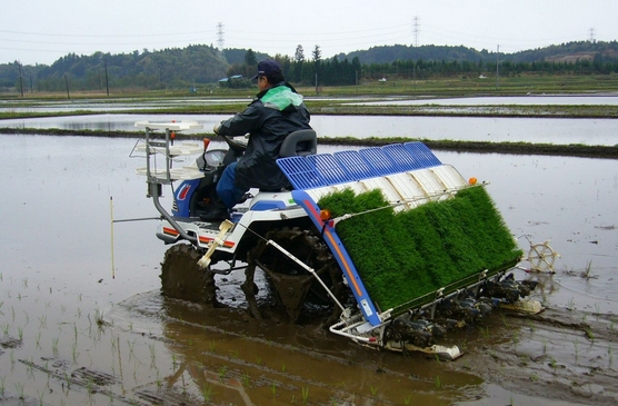 NY/T 1000-2006 机动插秧机运行安全技术条件