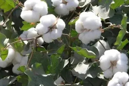 DB 65/T 4575-2022 棉花轧花企业安全生产等级评定技术规范